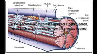 Starships Muscular System Starships Muscular System