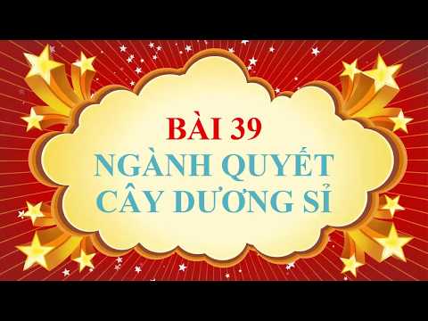 Sinh học lớp 6 - Bài 39 - Ngành quyết - Cây dương xỉ