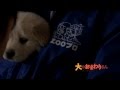映画「犬のおまわりさん」メイキング~本日のワンコ#3