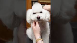 I Gave This Poodle A Mohawk Full Tutorial On My Channel.