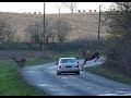 Szarvas vonulás. Deers crossing a road in Hungary