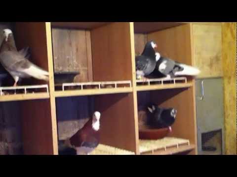 Pensom+Roller+Pigeon+Club Pensom Roller Pigeon Club http://www.digplanet.com/wiki/Birmingham ...