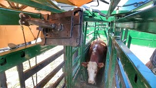 Ultrasounding Heifers, We are having Twins!