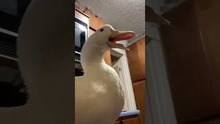 A A A Aaaa Aaa Aaa Aaa Meow