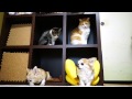 【猫犬】本棚の住人 - 2Cats x 2Dogs -