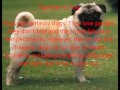 top 10 dog breeds