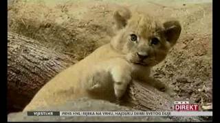 Rtl Direkt Zoo Lavovi