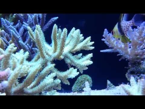Header of Acropora horrida