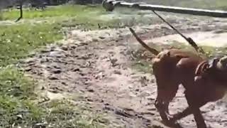 Gr Ch Machobuck Rom Training