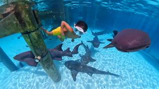 Kids Swimming With Sharks In The Bahamas Have We Found Our New Favorite Camera?