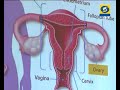 डाउनलोड Dr Aarogya Sampada - 19 June 2018 - आधुनिक जीवनशैली आणि योग