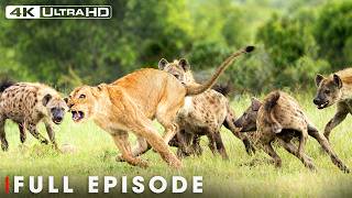 Worlds Deadliest Lion Vs Hyena Incredible Wildlife Scenes Nature Animal Doentary