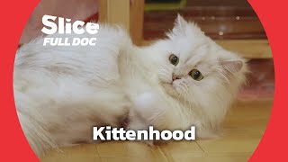 From Kitten To Cat Full Doentary