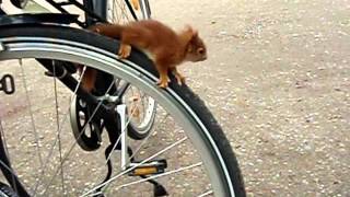 Squirrel-Bikecheck.wmv