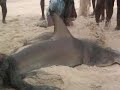 Shark Attack In Arthunkal Beach Shark Attack In Arthunkal Beach