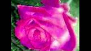 Dj Cammy - Like A Rose