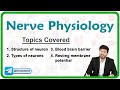 Nerve Physiology : Structure and Types of Neurons, Blood brain barrier, Resting membrane potential