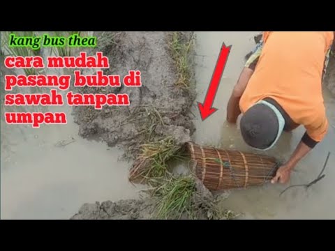 TERYATA BEGINI CARA PASANG BUBU IKAN TANPA UMPAN DI SAWAH