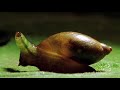 snails