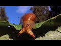 snails