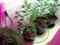Marijuana,cannabis,pot,led grow lights &,hps,hemp 38