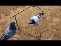 TR Technology: Very Easy making bird trap at my village 2019