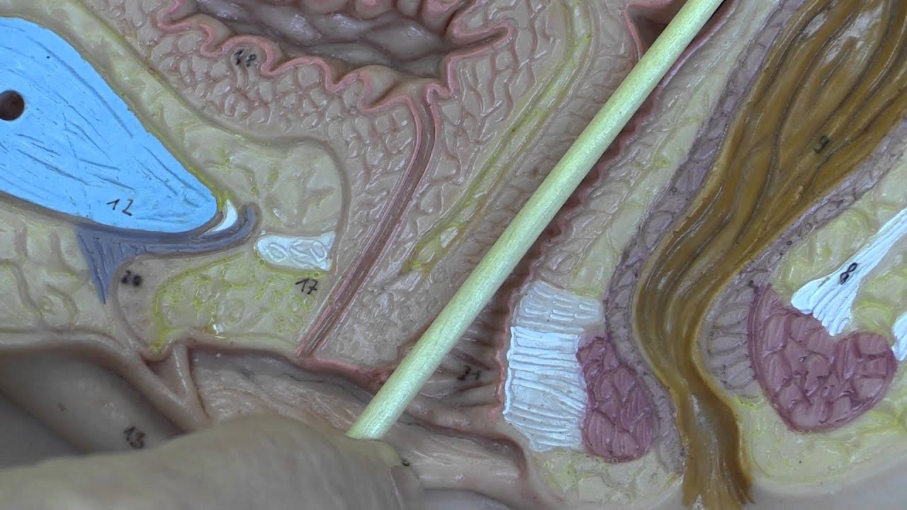 Cervical uterine orgasm