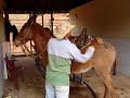 Doma de burro - youtube