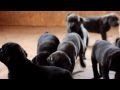 Cane Corso Puppies for Sale