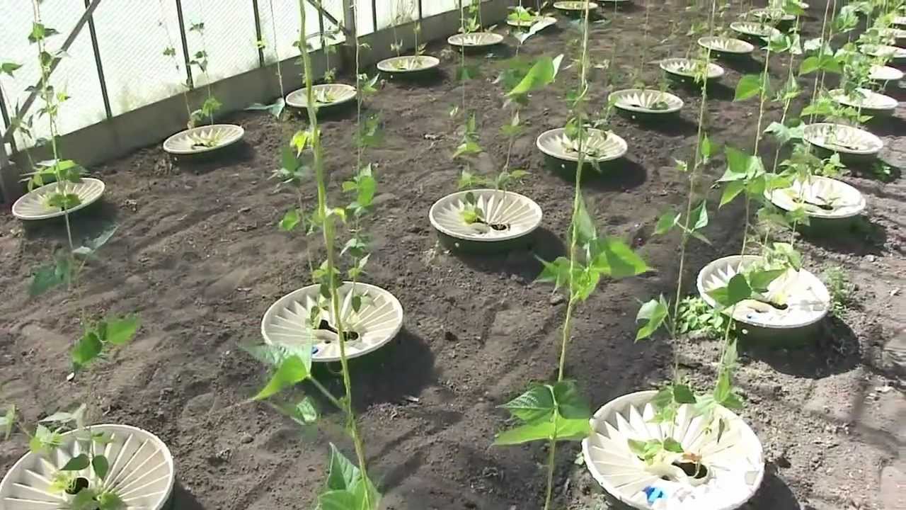 Image Result For Why Grow A Vegetable Garden Image Result For Why Grow A Vegetable Garden