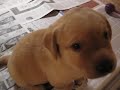 Yellow Lab Puppy