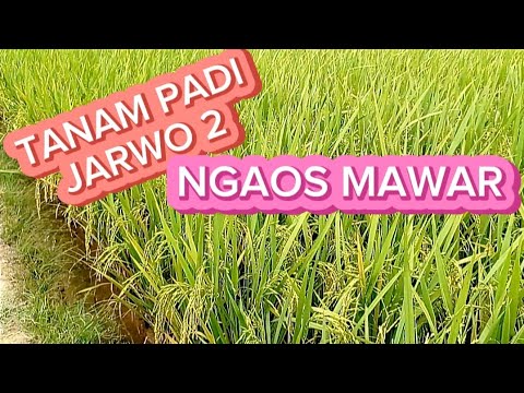 TANAMAN PADI JARWO 2 VARIETAS NGAOS MAWAR