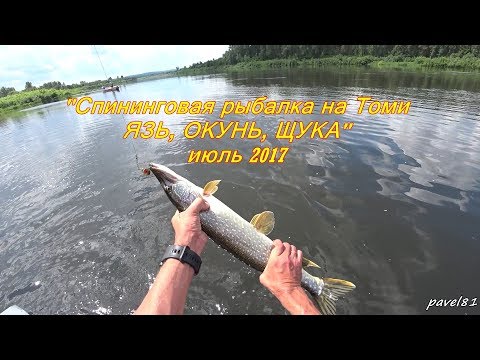 ловим щуку на томи ловим щуку на томи