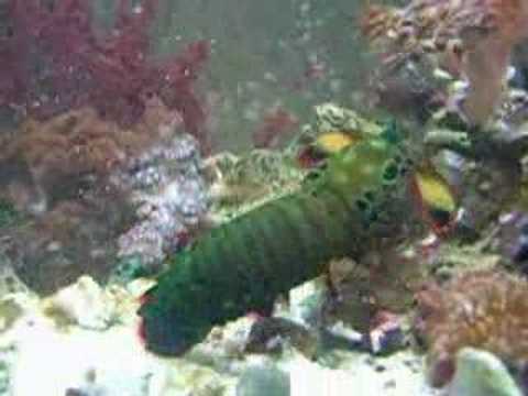 Mantis vs Crayfish