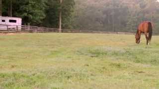 Forages & Pasture Management For Horses