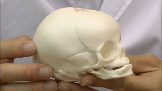 胎児の頭蓋モデル：動画