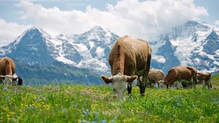 Verein Original Simmentaler: Rassen Imagefilm