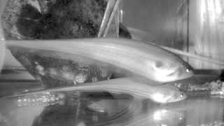 How Fish Explore the World