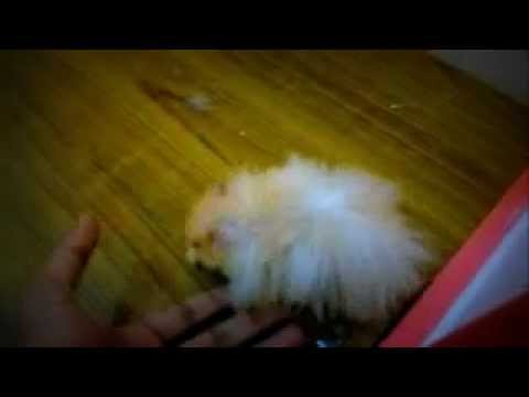 Related Picture With Long Haired Teddy Bear Hamster Breeders Related Picture With Long Haired Teddy Bear Hamster Breeders