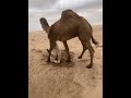 Camel Accede Female Camel For Mating #Shorts #CamelsMating