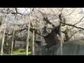 岩手県　石割桜