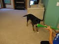 Dog vs. Vuvuzela - Dog Wins