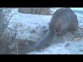 The most amazing beaver experience.