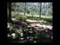 Laju Ayam Hutan Lari 29 Jan 2013 images Laju Ayam Hutan Lari 29 Jan 2013