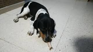 Funny reaction when I try to take my dog's bone!