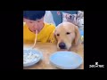 Dogs are AWESOME Vol. 1: FUNNY DOGS - TRY NOT TO LAUGH CHALLENGE!