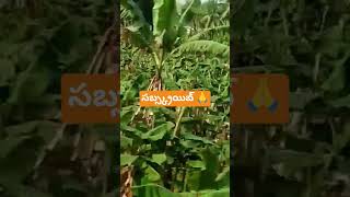 ఓ పనన మ బమమ ఓ రమలమమ