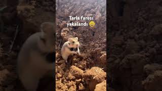 Tarla Faresi Yakalandı