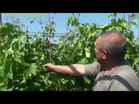 Виноград технология выращивания 88