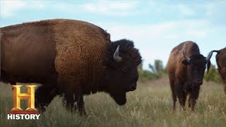 Ranchlands: Bison Season (Episode 4)